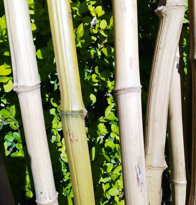 Bamboo Canes Long Thick Home Grown Canes