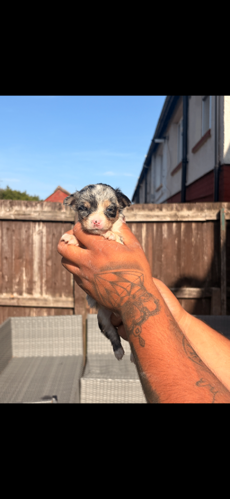 Beautiful Merle Chihuahua Boy for Sale