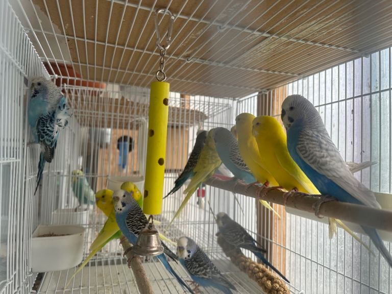 Beautiful budgies