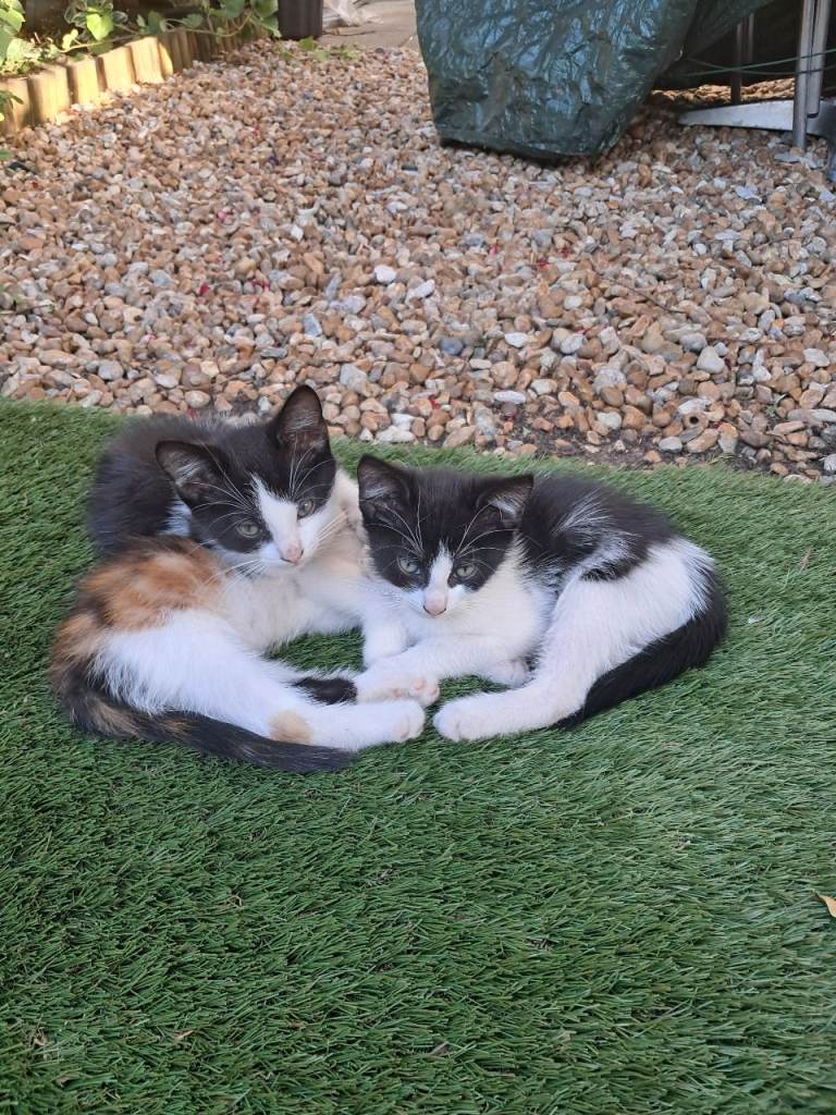 Kittens for sale 