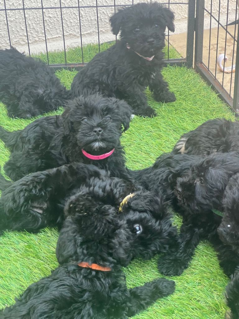 Cavaschnauzer Pups 