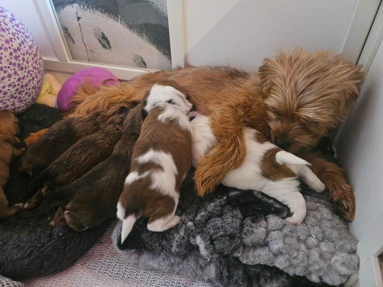 Beautiful Shorkie Puppies(Shih Tzu x Yorkie, Yorkshires Terrier) Raised with Puppy Culture Programme