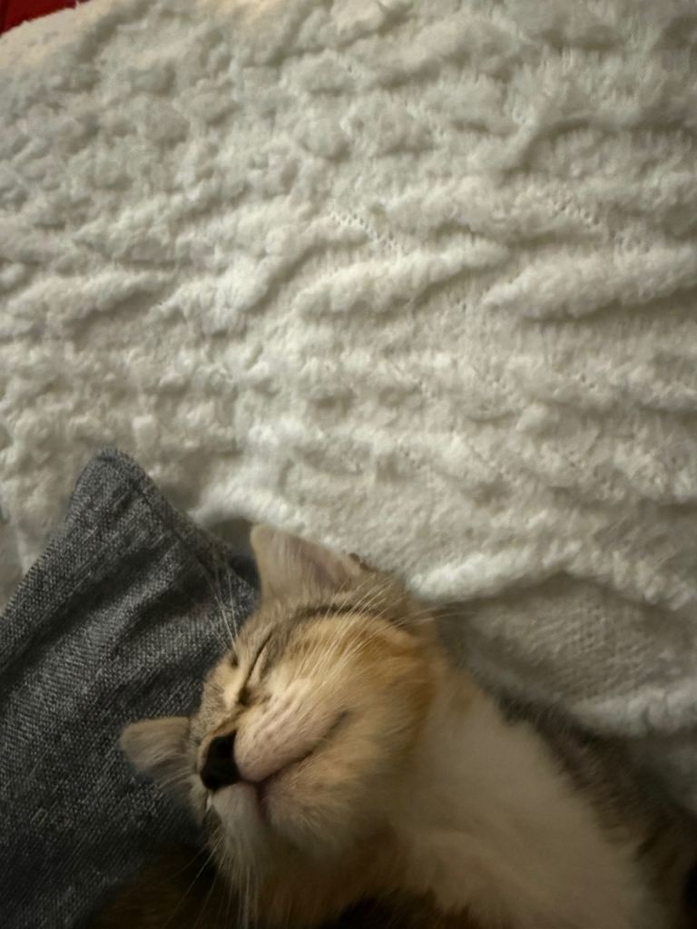 14 weeks old kitten 