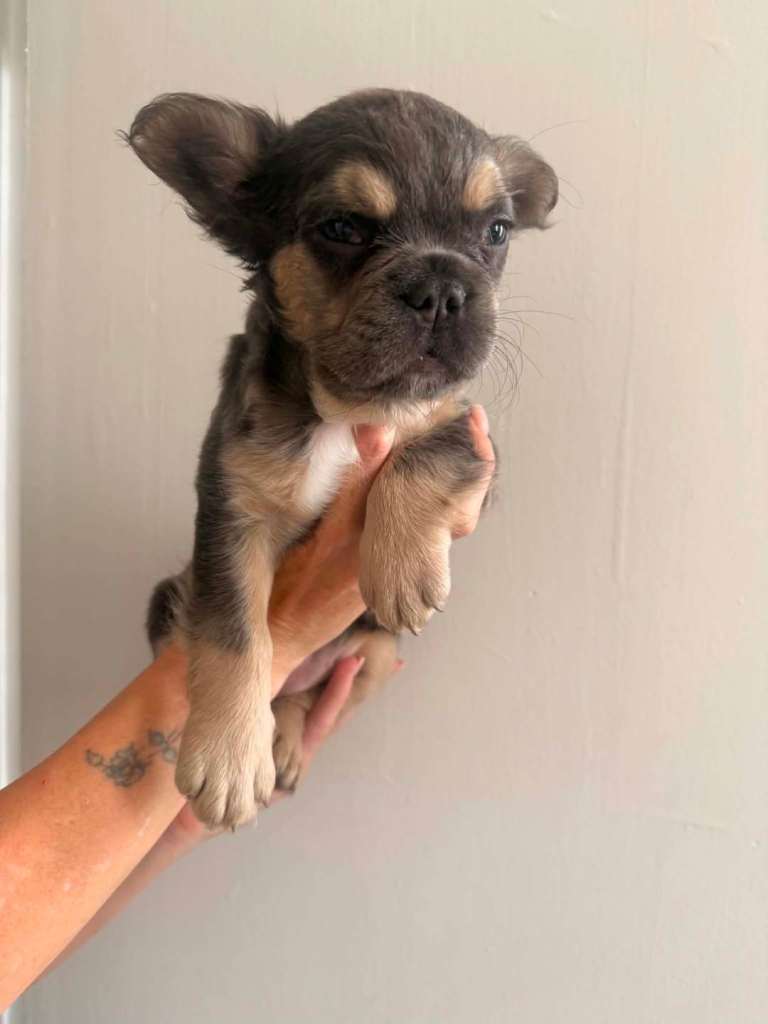 French bulldog