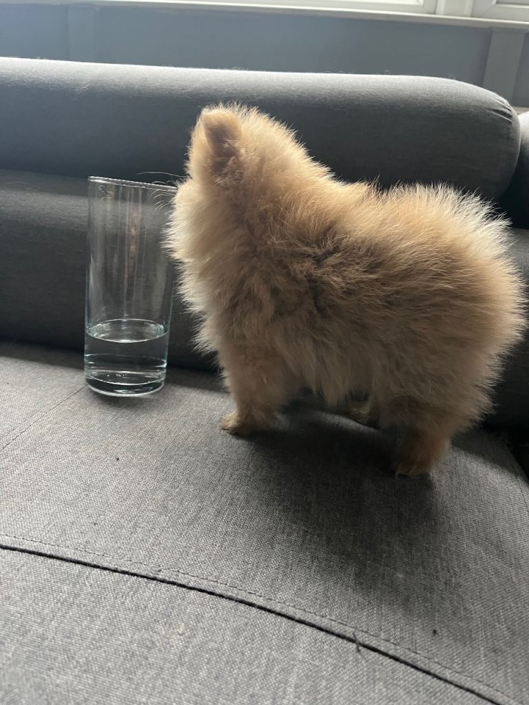 Adorable Pomeranian Puppy Looking for a Loving Home