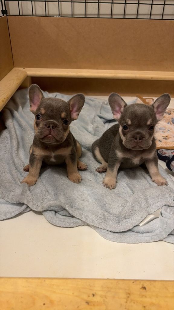 READY TO COLLECT *Beautiful DWKC Registered French Bulldog Puppies**
