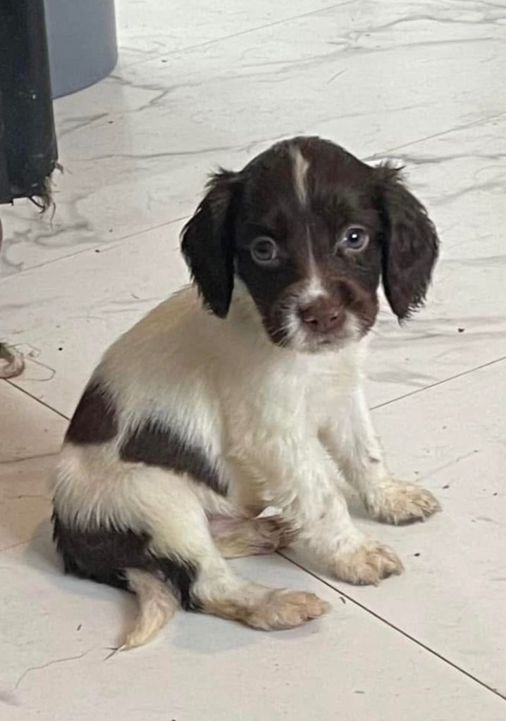 Beautiful springer spaniel puppies