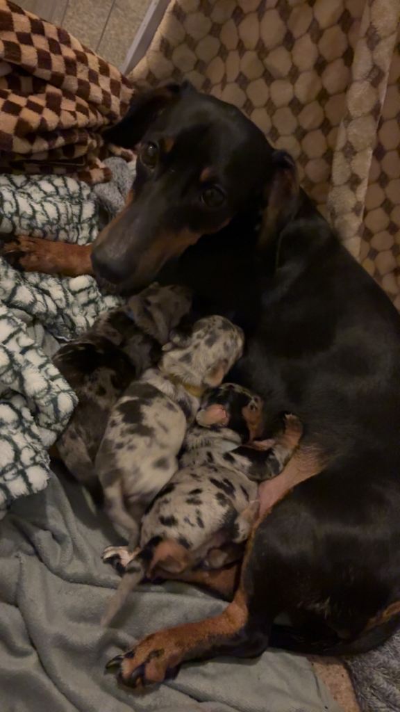 Daschund puppies 