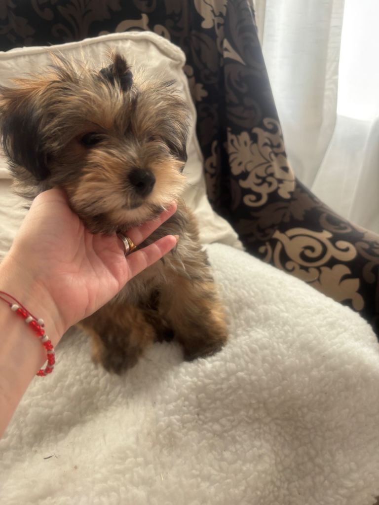 Georgeus Yorki boy for sale