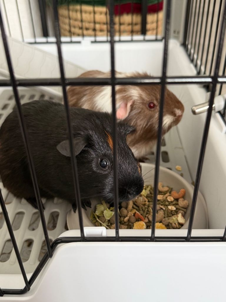2 Male Guinea Pigs with Cage and Accessories 