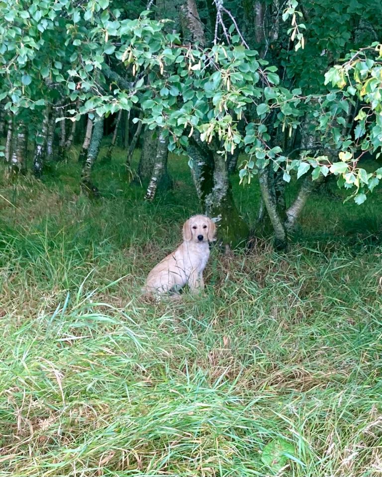 Labradoodle puppy