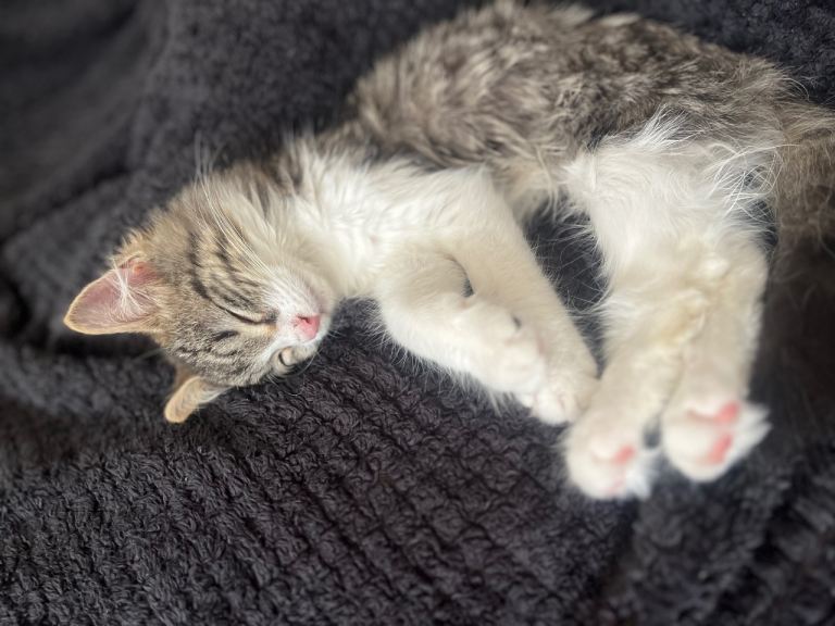 Adorable Kitten needs forever home