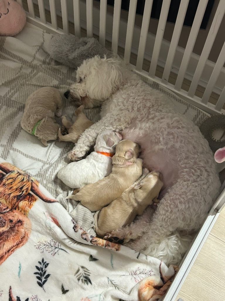 Maltipoo pups