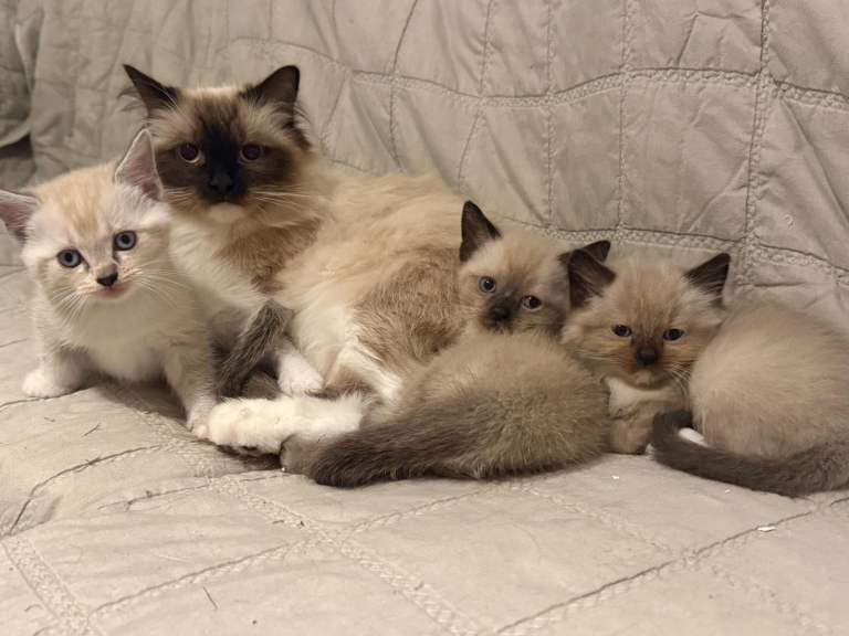 Ragdoll kittens | in Newbury, Berkshire | Gumtree