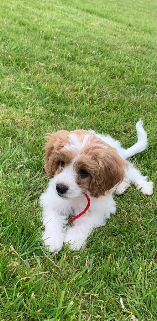 FEMALE F1B Cavapoo puppy 