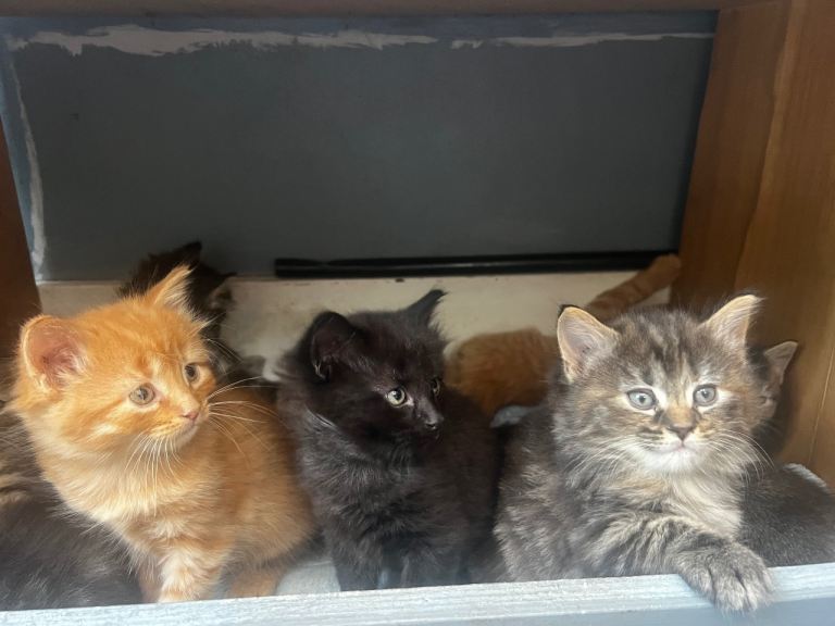 Mainecoon x Norwegian forest kittens 