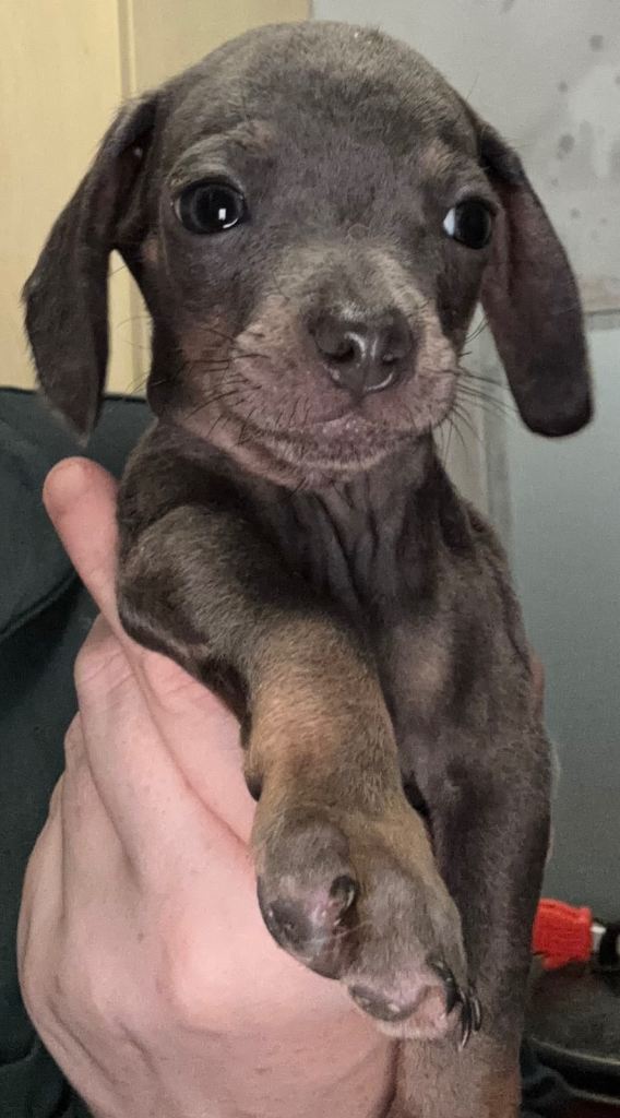 Last Little Boy Left 🐶🐾READY NOW 