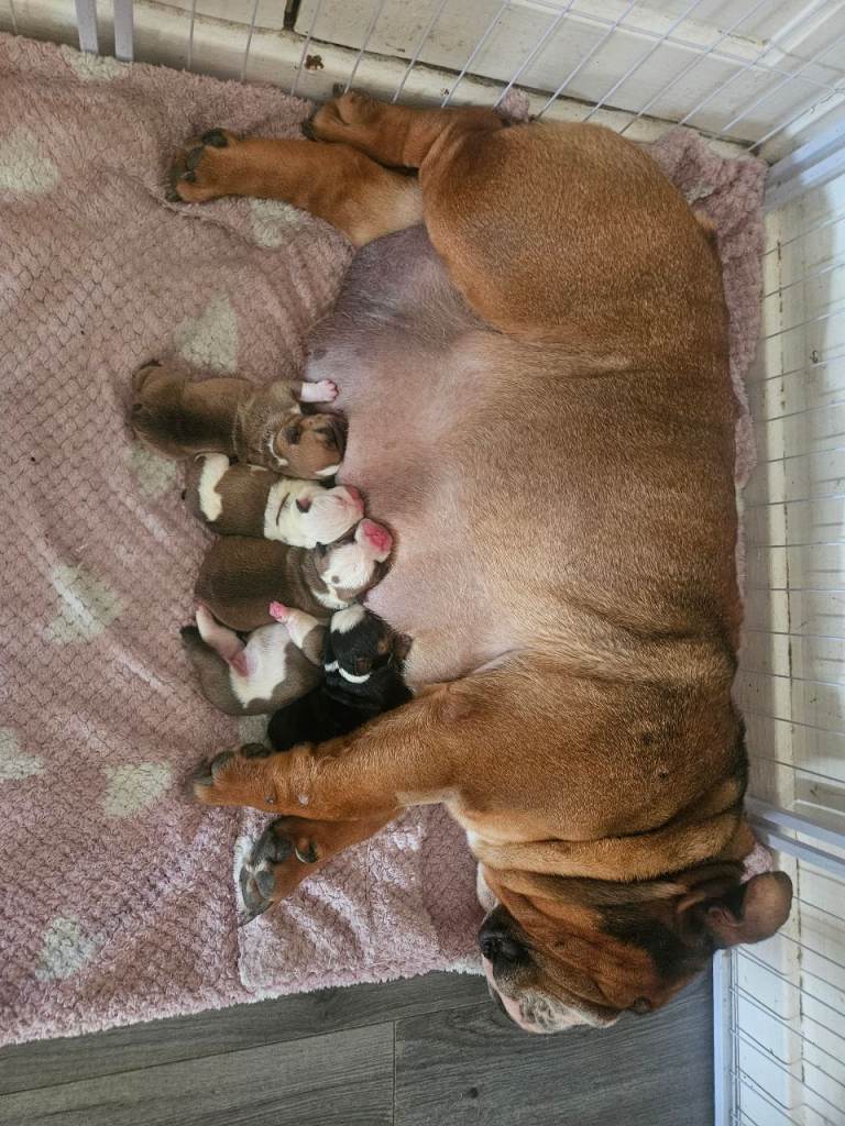 KC English bulldog puppies
