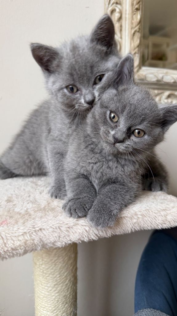 British Shorthair 