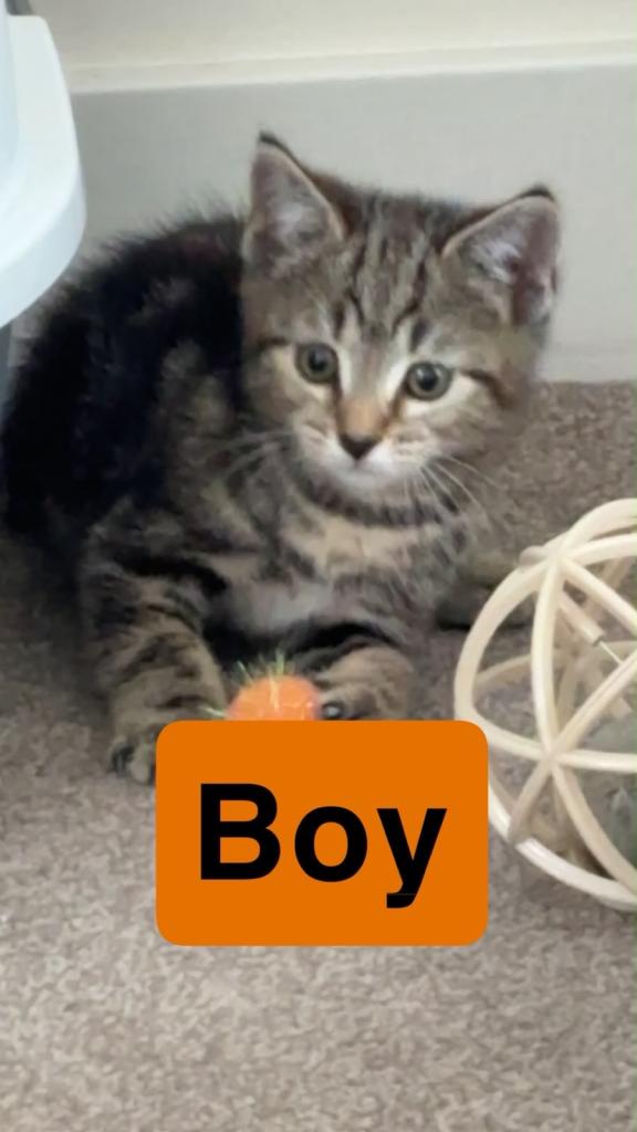 Kittens for sale