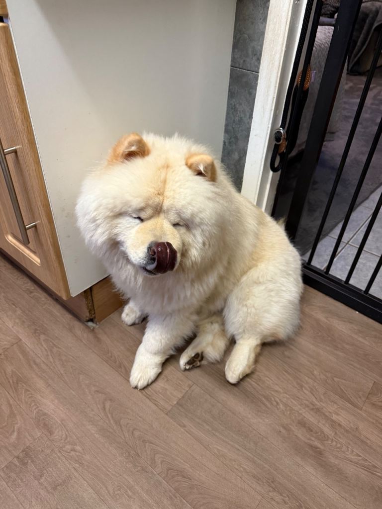 Chow chow male 