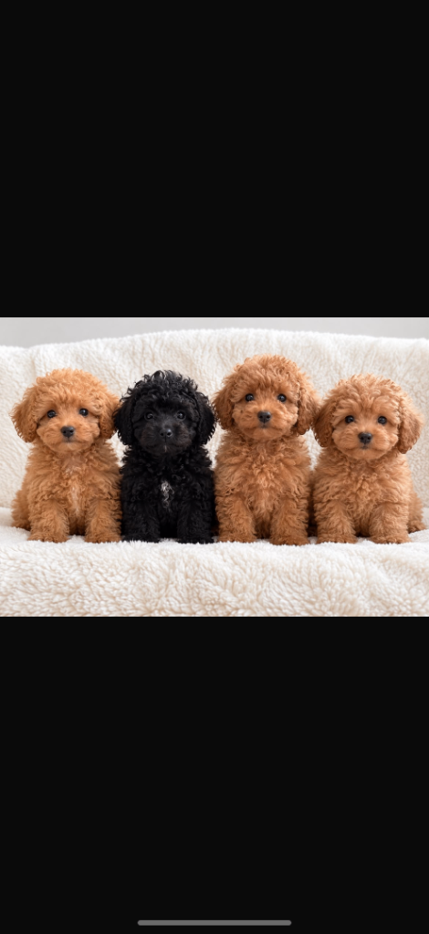 Toy poodle x Asian poodle 