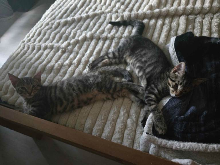 Main Coon x kittens 