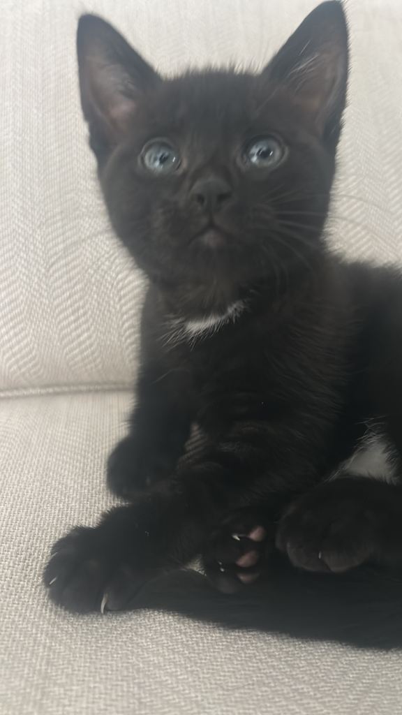 12 week old kitten for sale. 