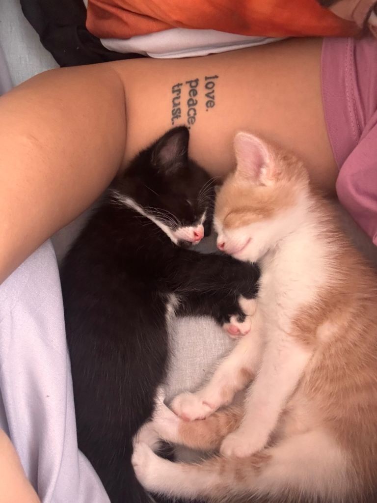Kittens 