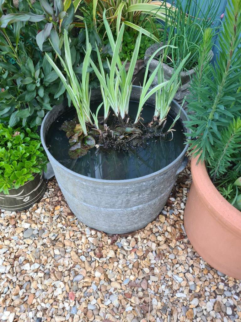 Freestanding Garden pond water feature with plants 