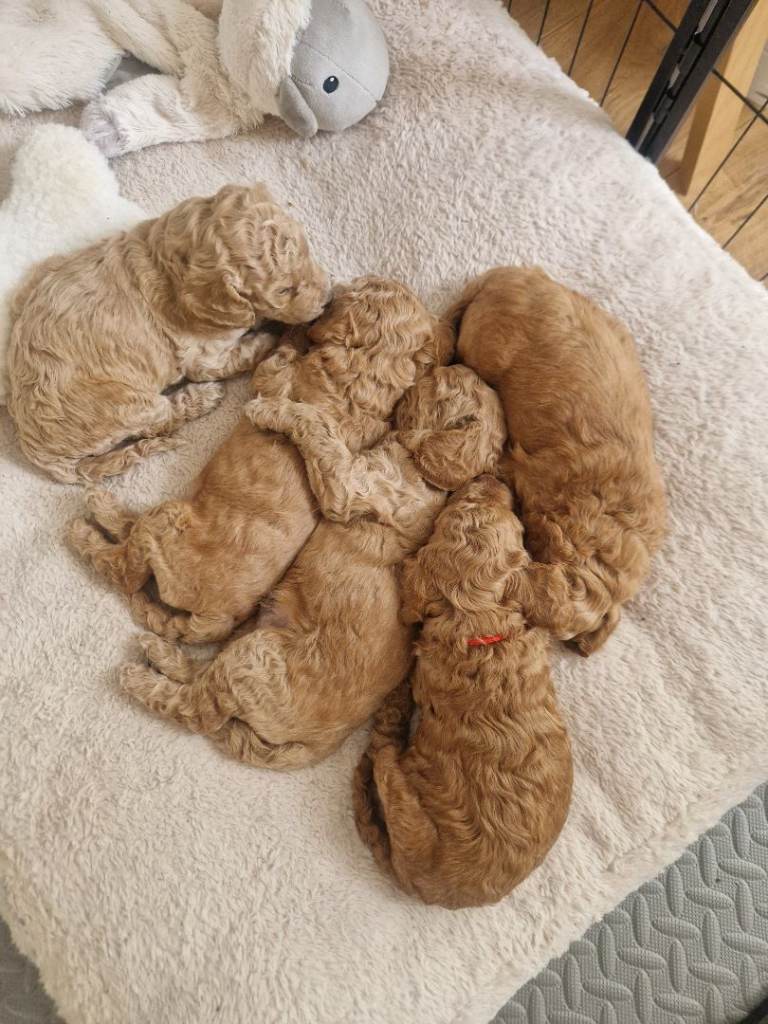 Cockapoo Puppies