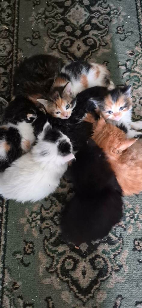 8 Fluffy Kittens Ready to Rehome Litter Trained & Eating Independently