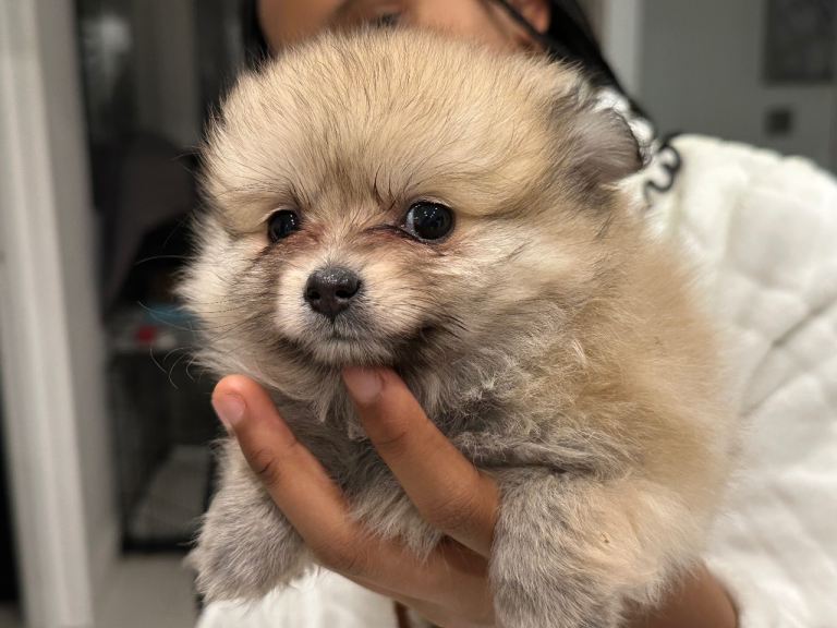Pomeranian puppy for sale 