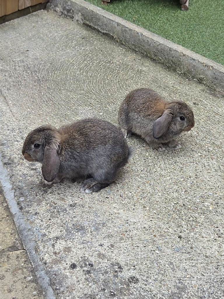 Mini lop baby rabbits