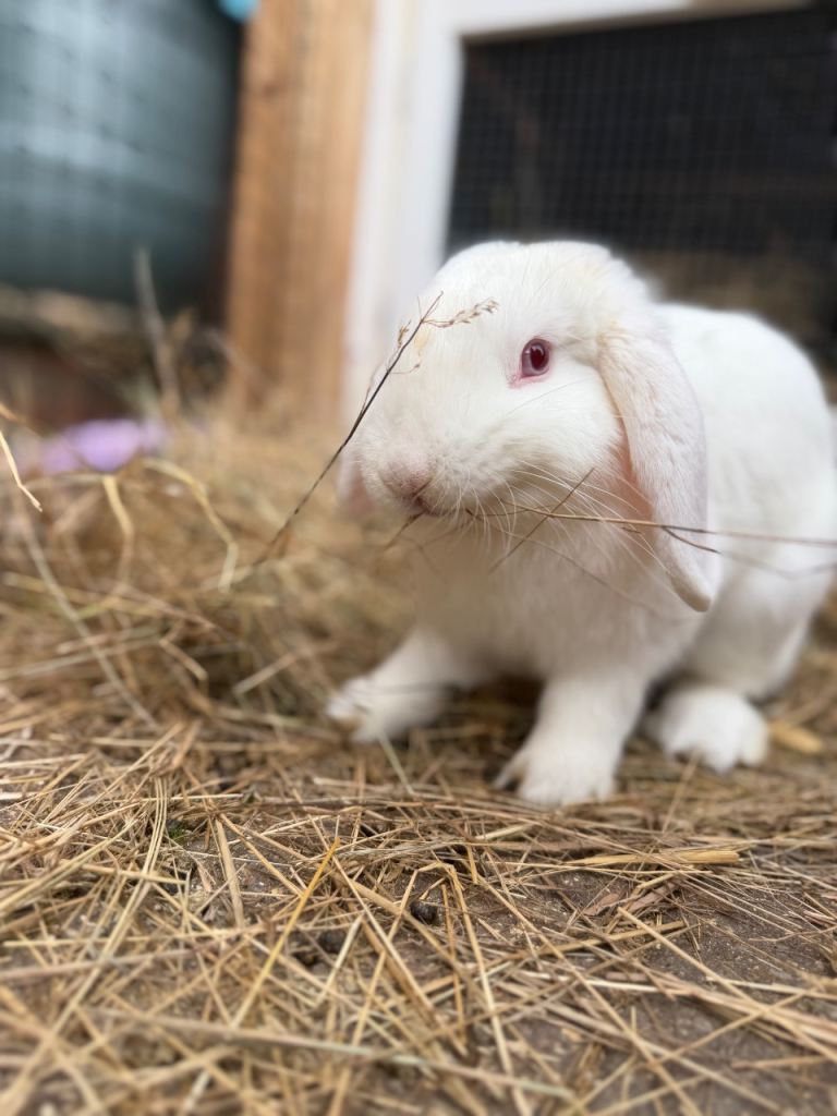 Mini Lop male rabbit 