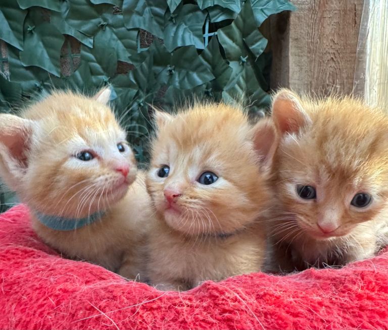 BEAUTIFUL KITTENS 
