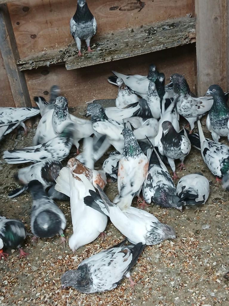 Pigeons