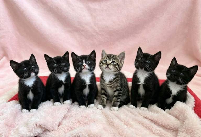 Kitten beautiful 