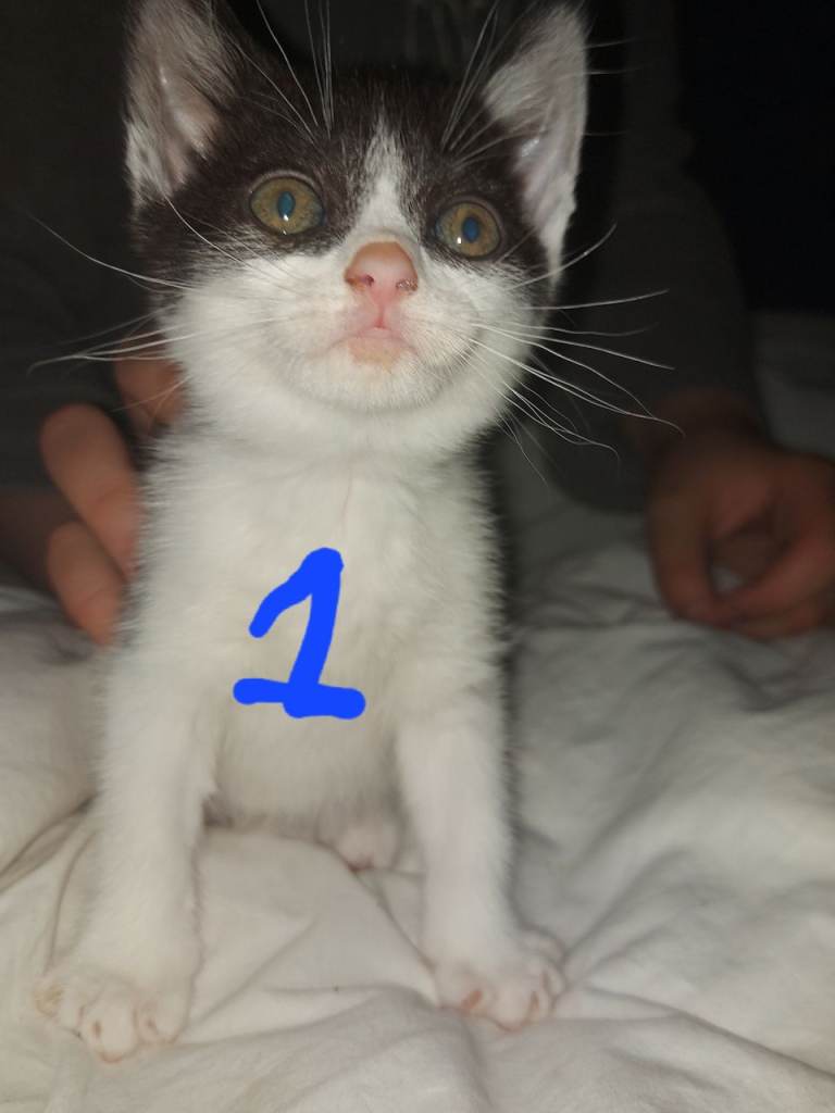 4 kittens 