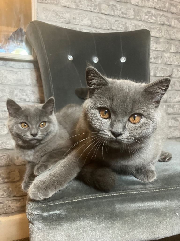 💙 Blue British Shorthair 💙