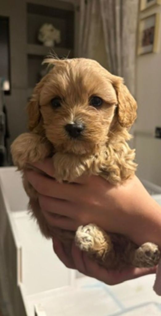 Cavachon puppy’s 