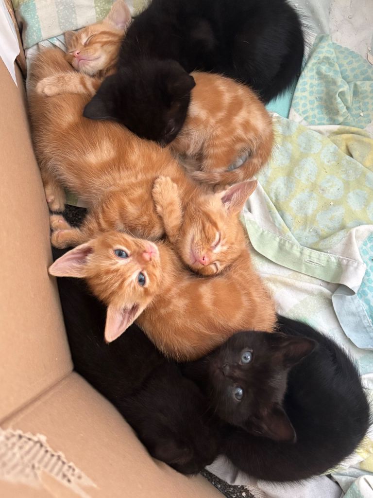Litter of 6 kittens 