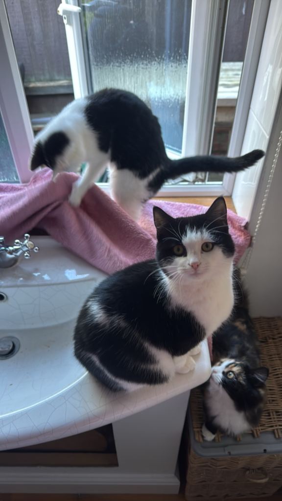 Two Male Kittens to a Good Home