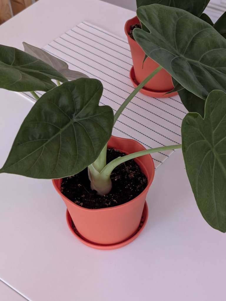 Elephant Ear (Alocasia)🌿