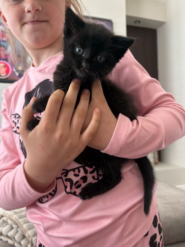 Last kitten