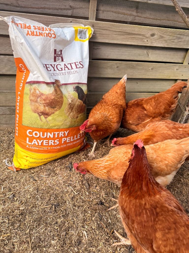 6 x POL Hens 