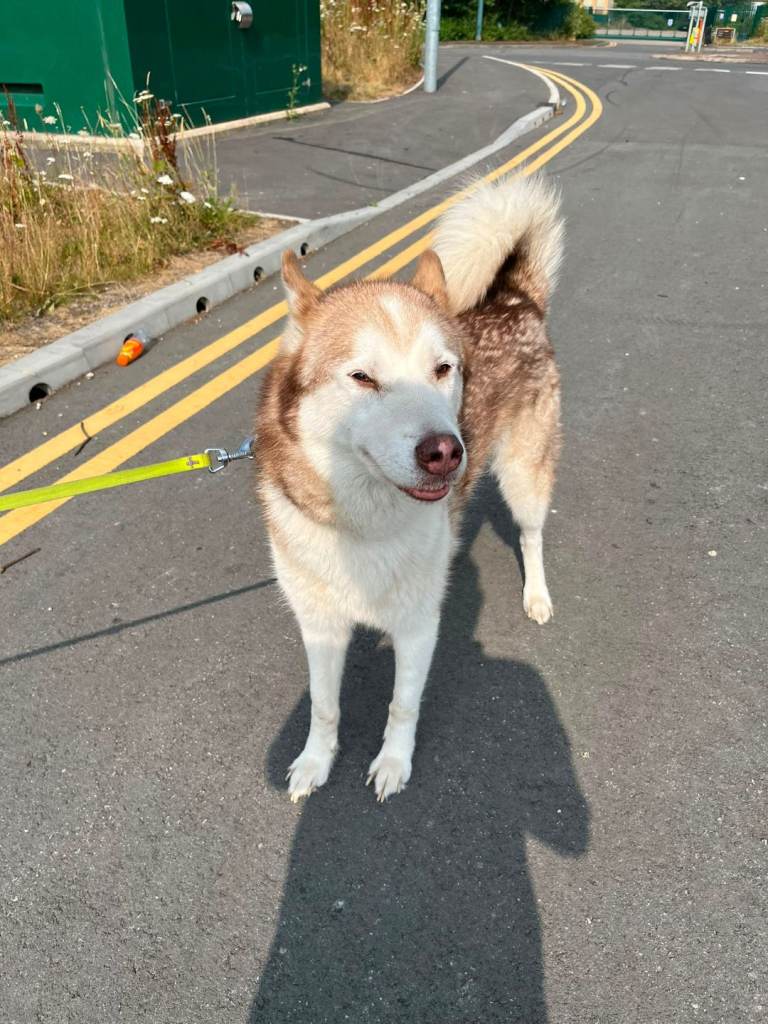 Husky 