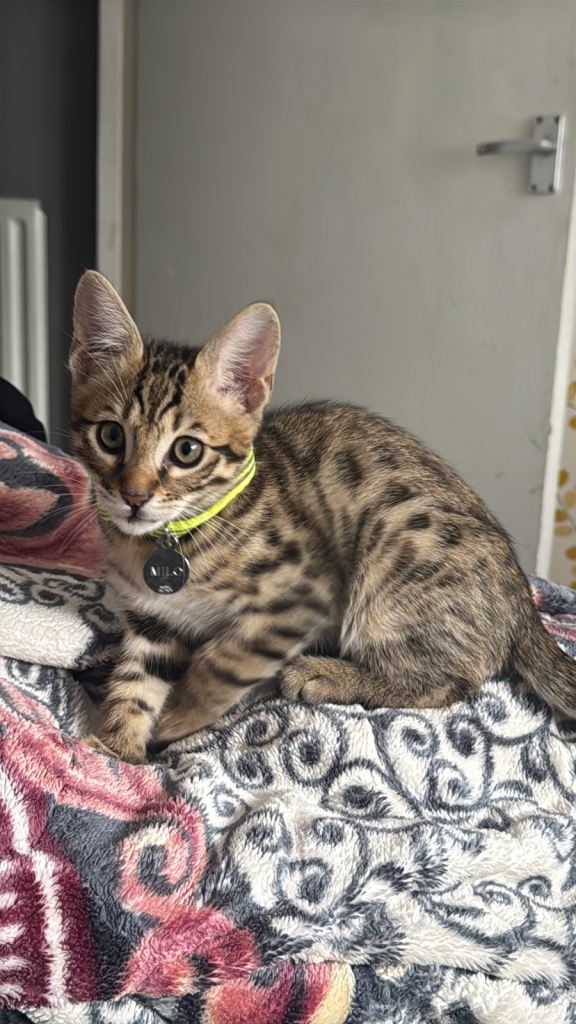 Bengal kitten- Boy