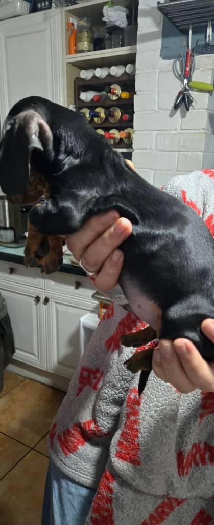 Miniature dachshund pup