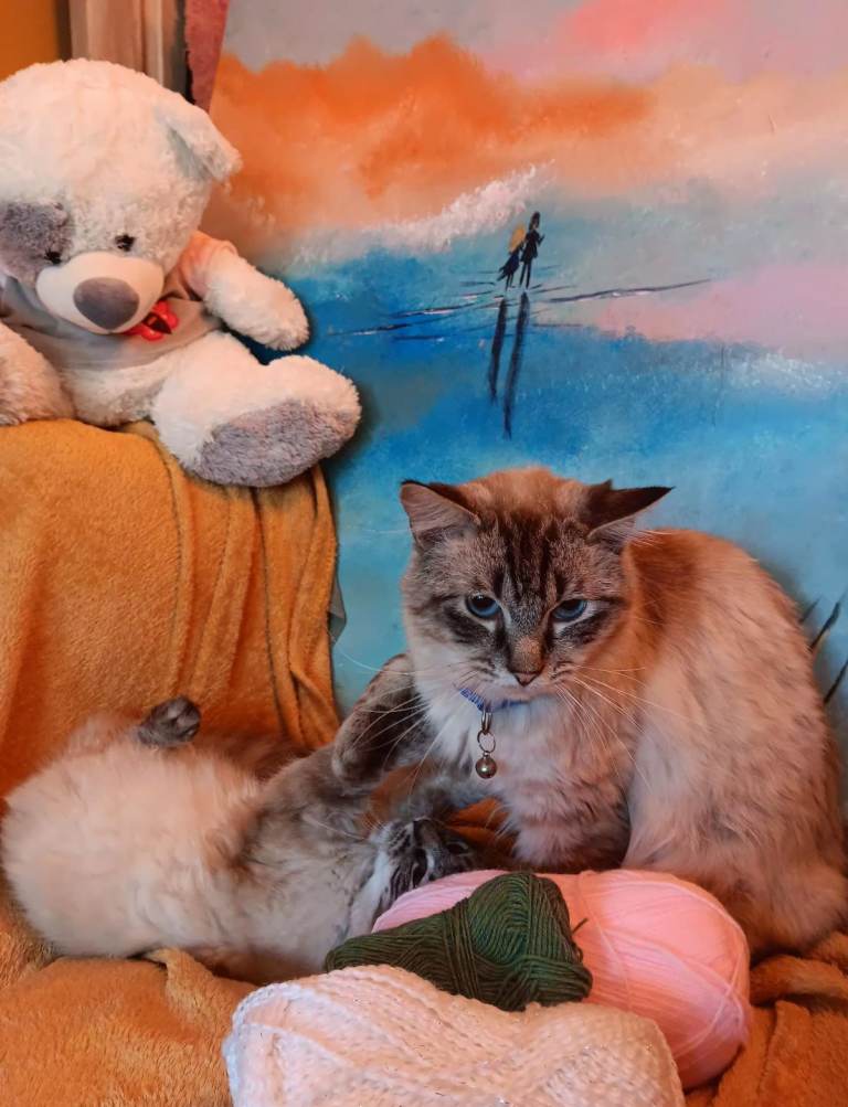 Ragdoll  Seal linx for sale .